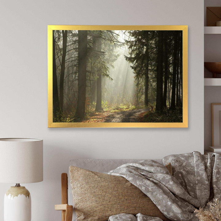 Dark Green Forest with Sun Rays
