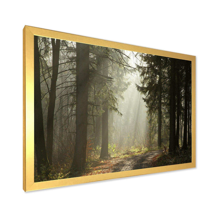 Dark Green Forest with Sun Rays