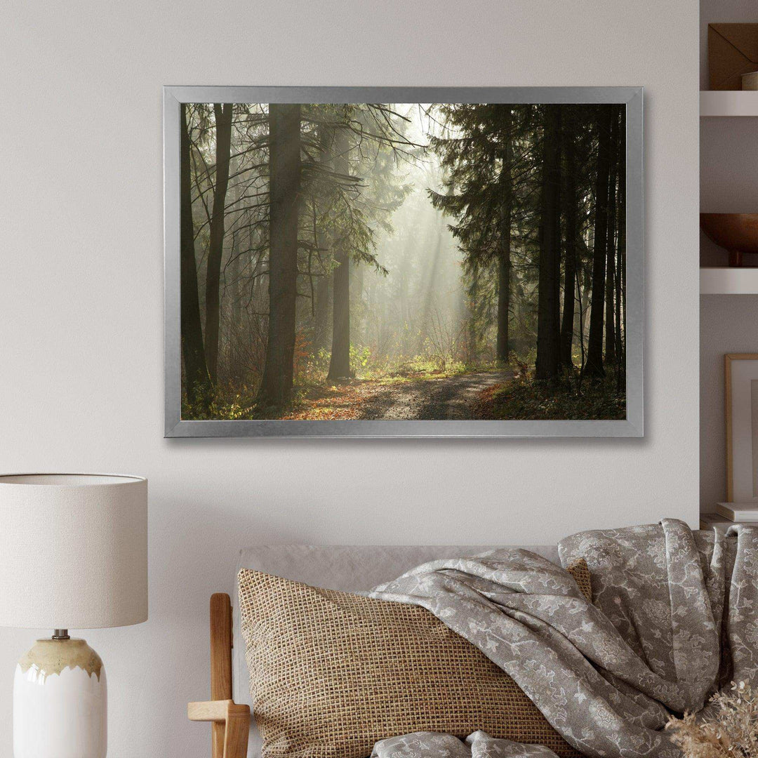 Dark Green Forest with Sun Rays