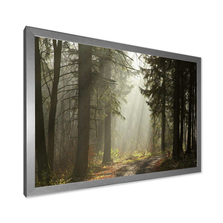 Dark Green Forest with Sun Rays