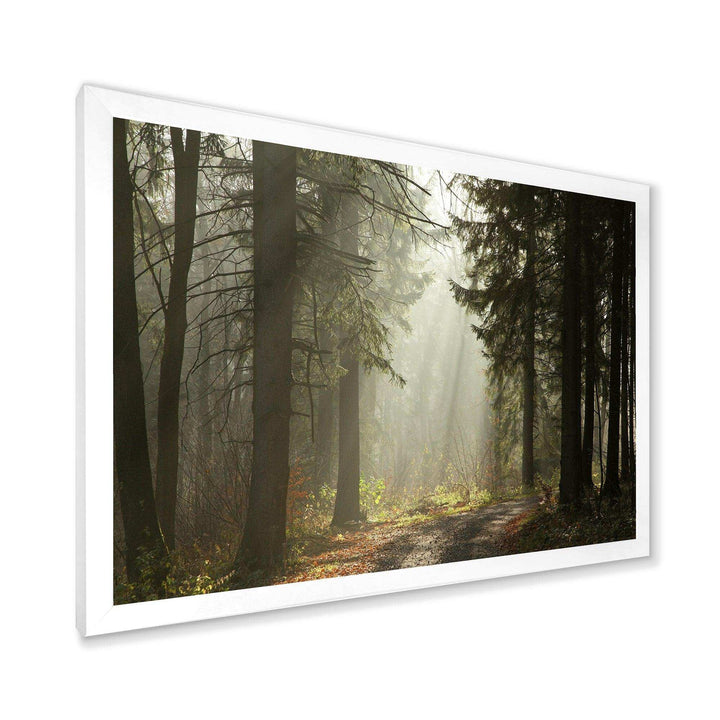 Dark Green Forest with Sun Rays