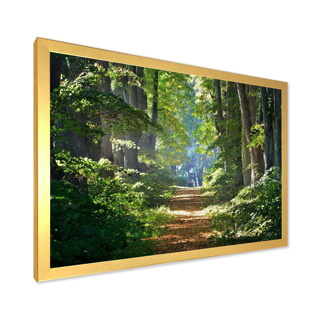 Bright Green Forest in Morning