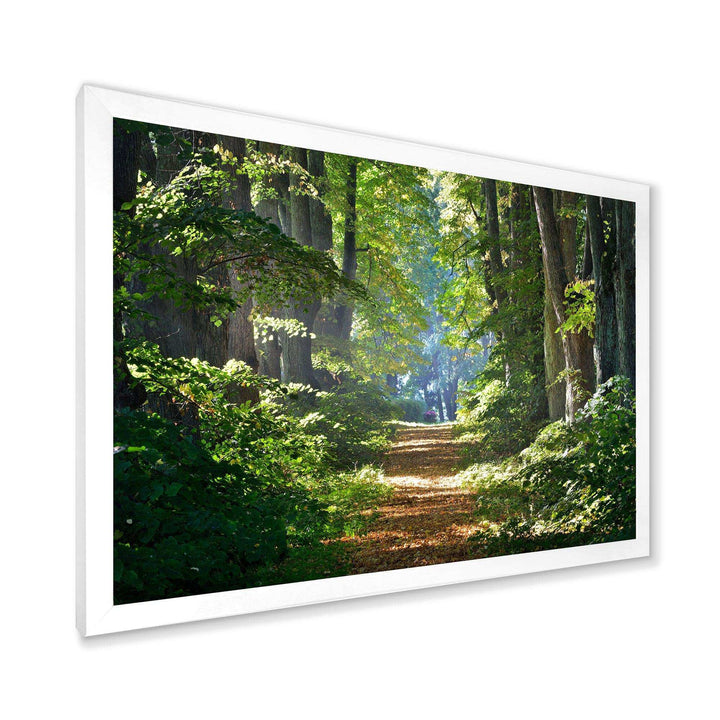 Bright Green Forest in Morning