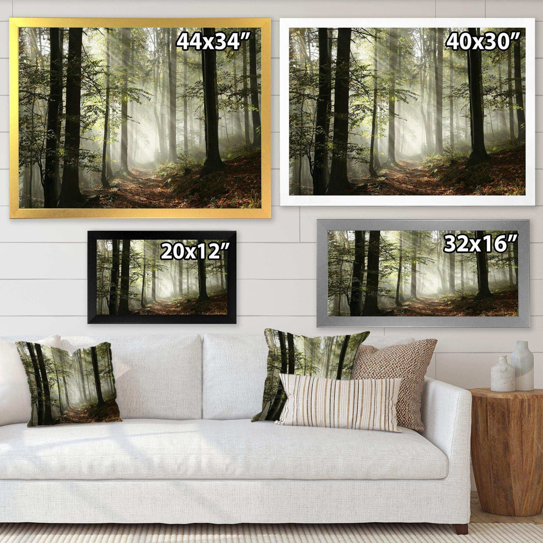 Light in Dense Fall Forest with Fog