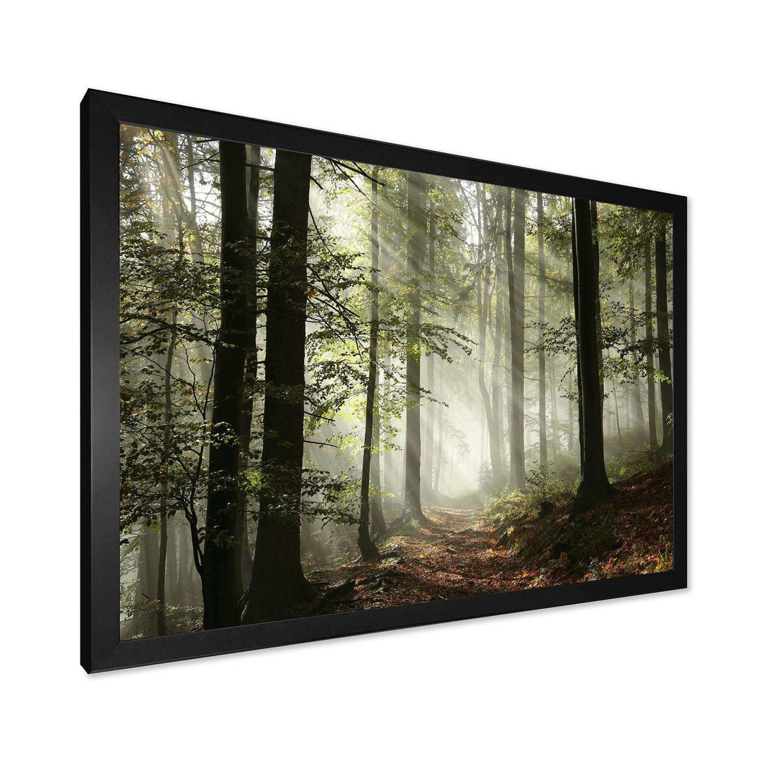 Light in Dense Fall Forest with Fog
