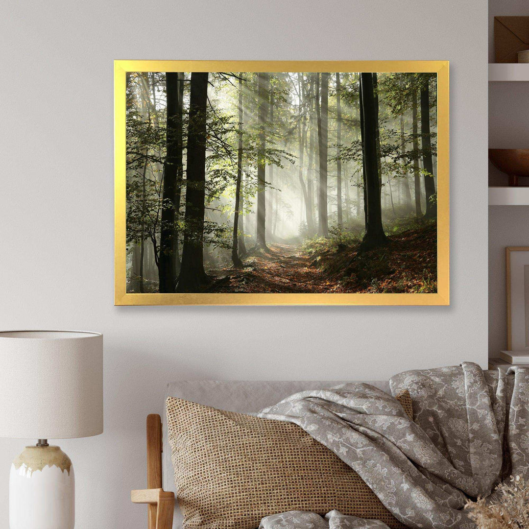 Light in Dense Fall Forest with Fog