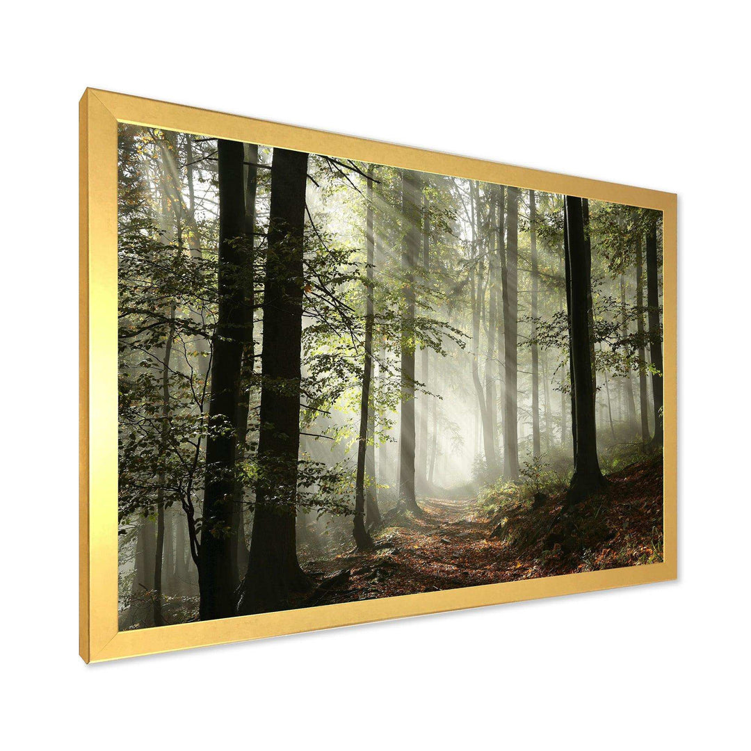 Light in Dense Fall Forest with Fog