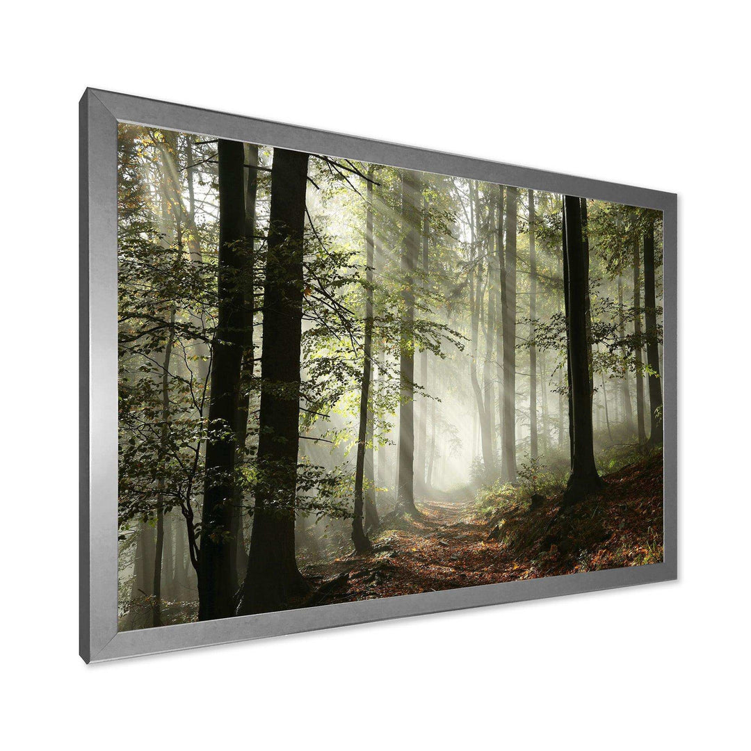 Light in Dense Fall Forest with Fog
