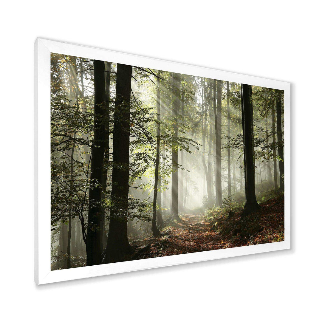 Light in Dense Fall Forest with Fog