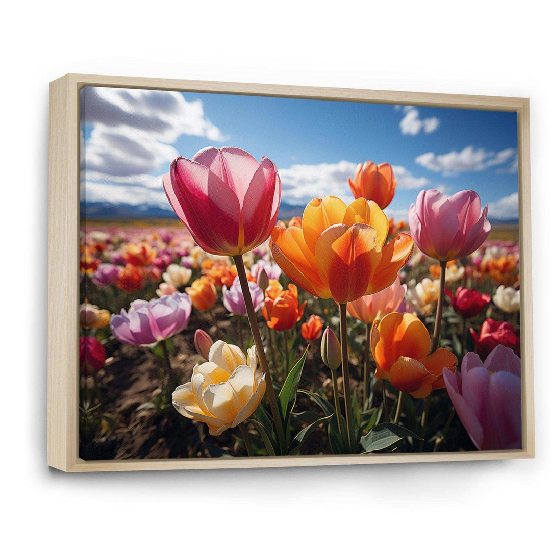 Tulips Fields Of Color IV