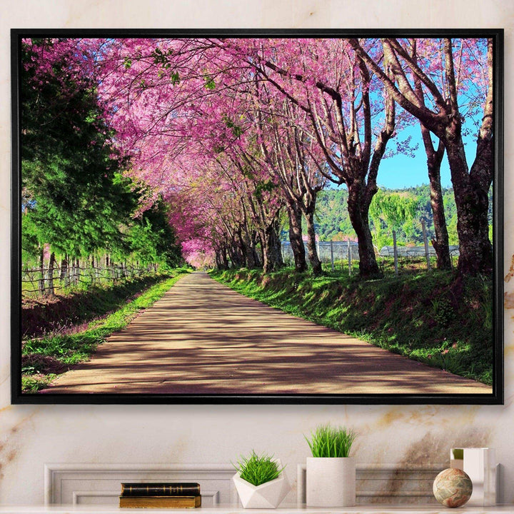 Cherry Blossom Pathway in Chiang Mai