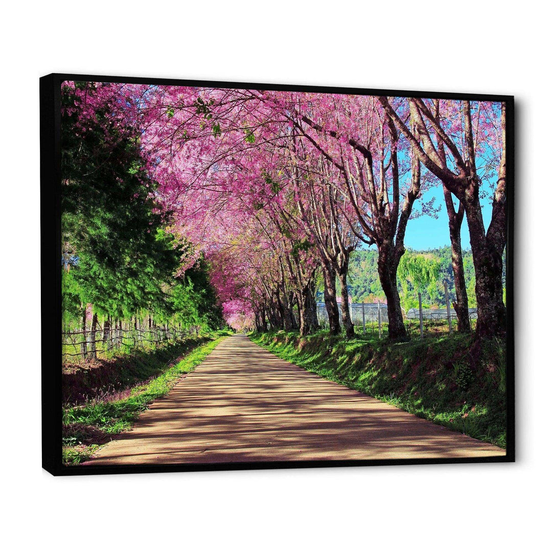 Cherry Blossom Pathway in Chiang Mai
