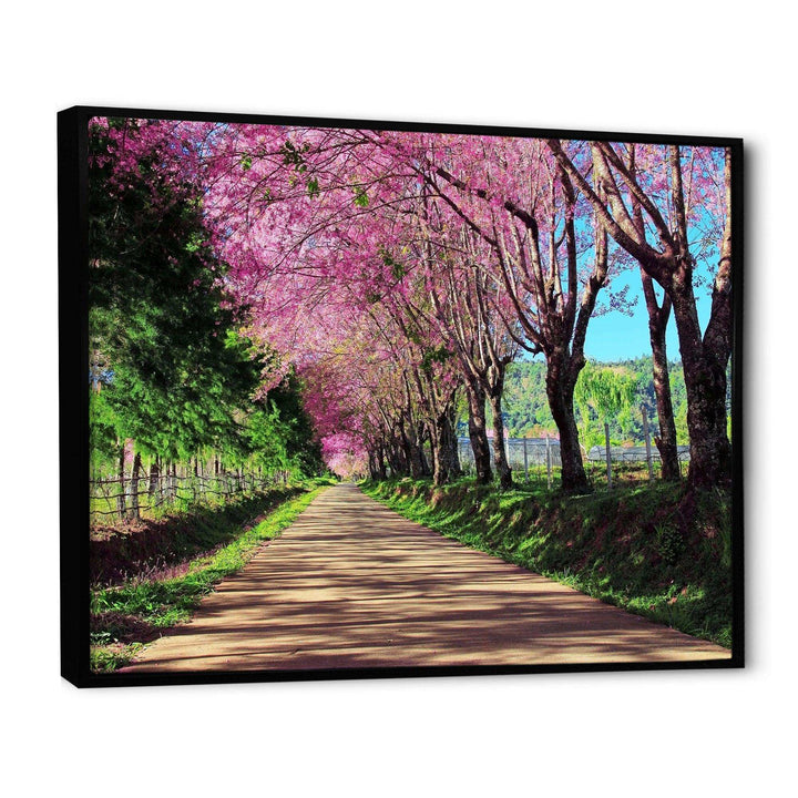Cherry Blossom Pathway in Chiang Mai