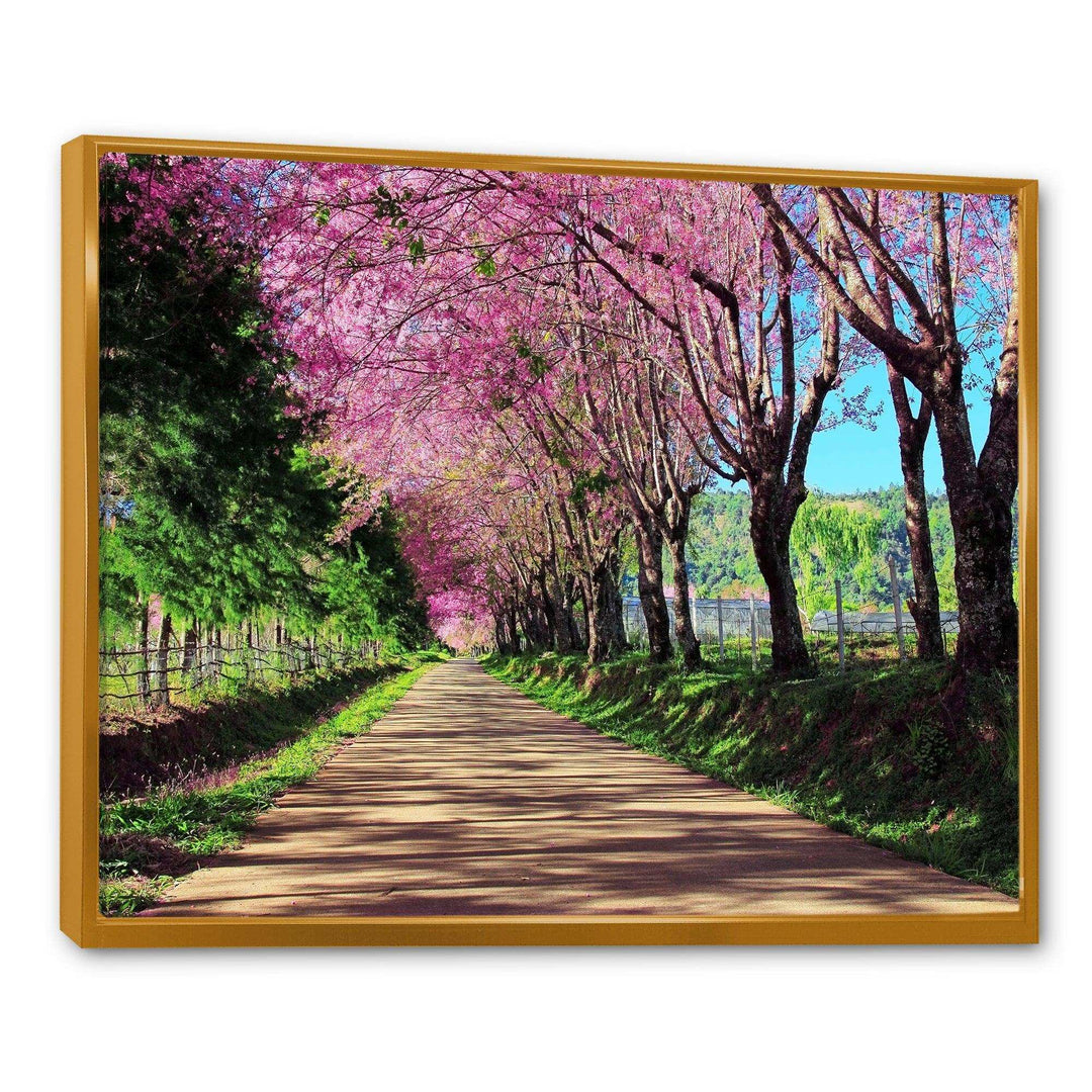 Cherry Blossom Pathway in Chiang Mai