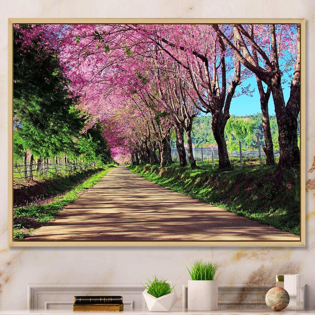 Cherry Blossom Pathway in Chiang Mai