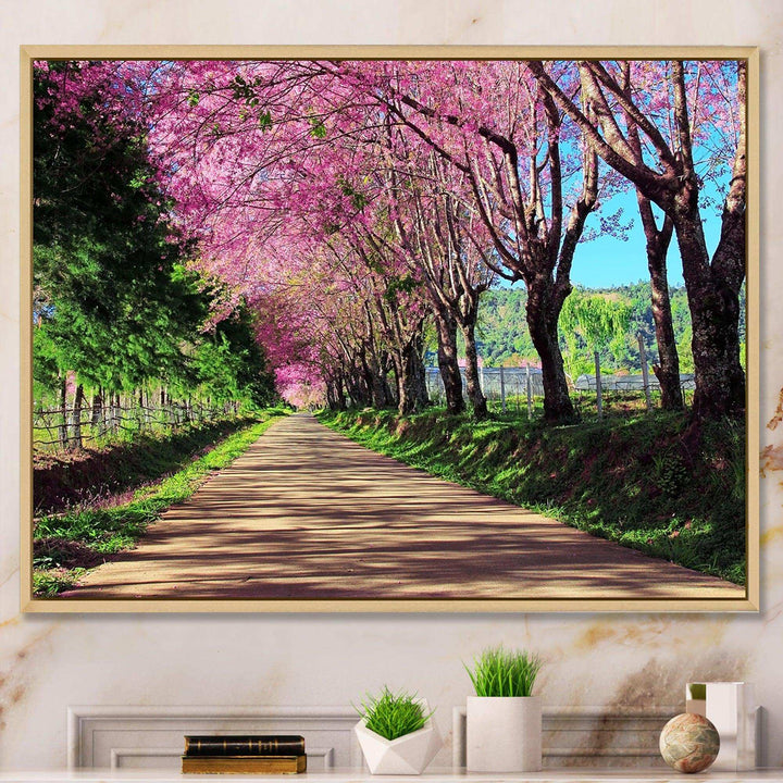 Cherry Blossom Pathway in Chiang Mai