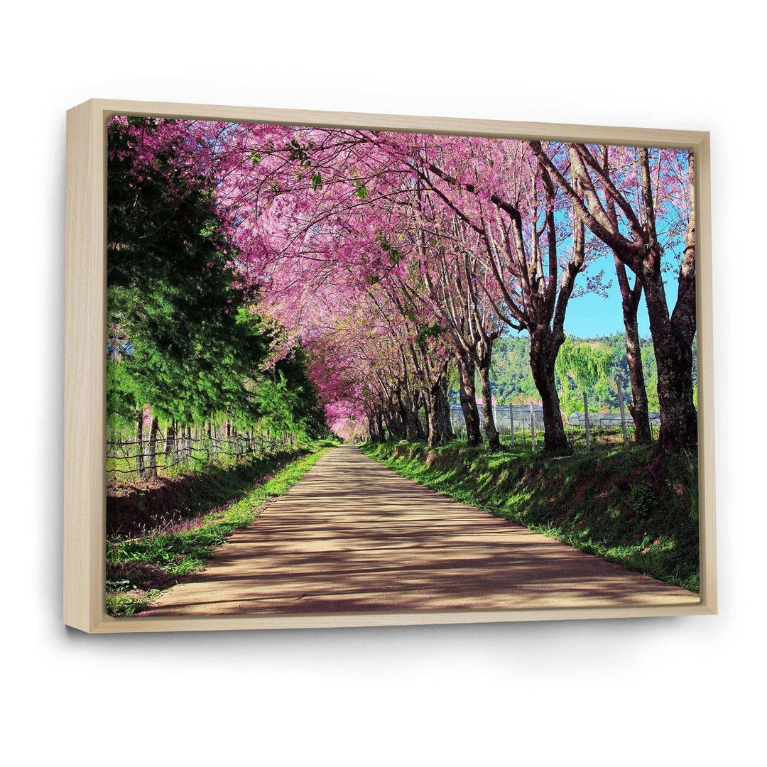 Cherry Blossom Pathway in Chiang Mai