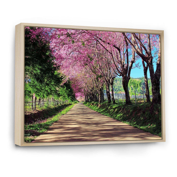 Cherry Blossom Pathway in Chiang Mai