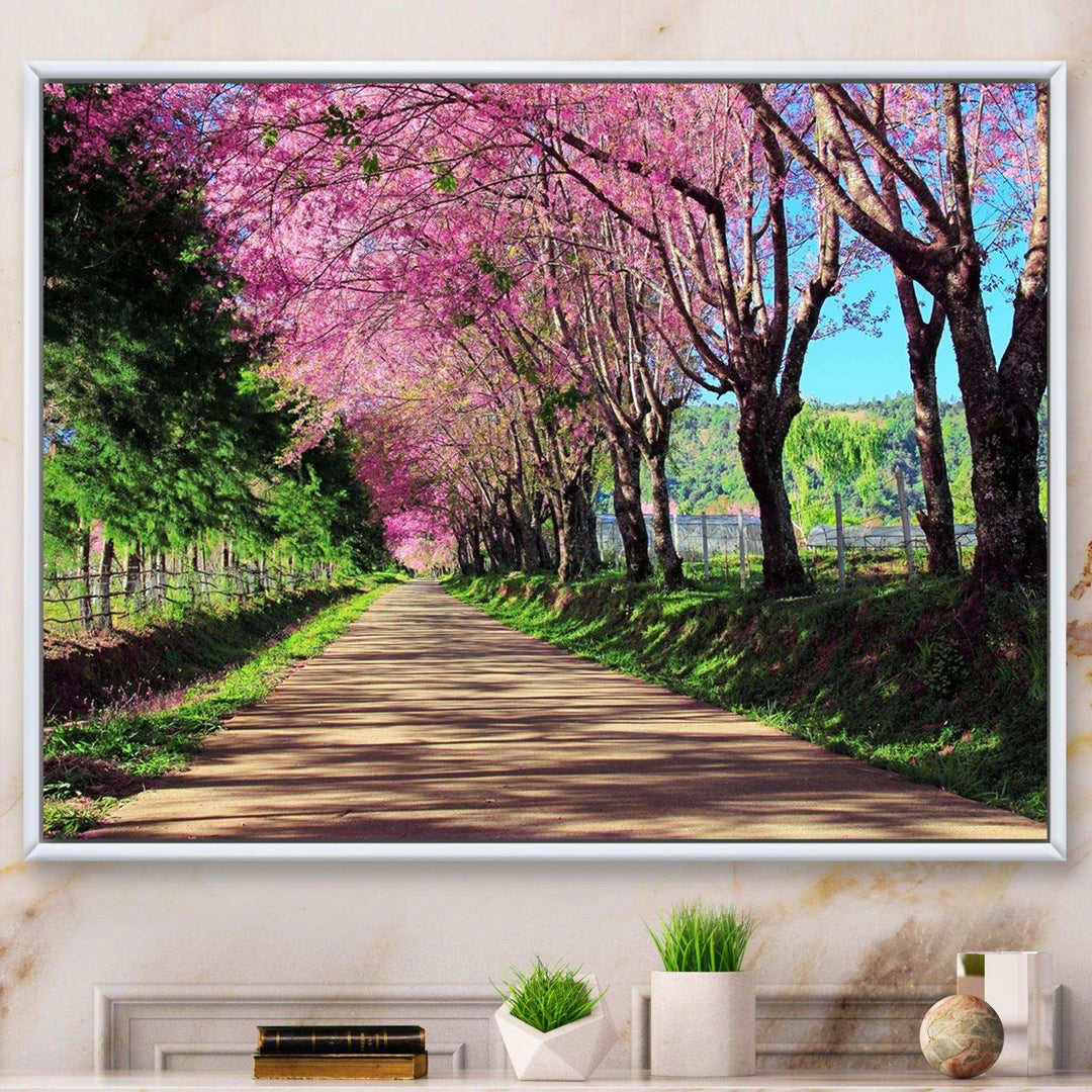 Cherry Blossom Pathway in Chiang Mai