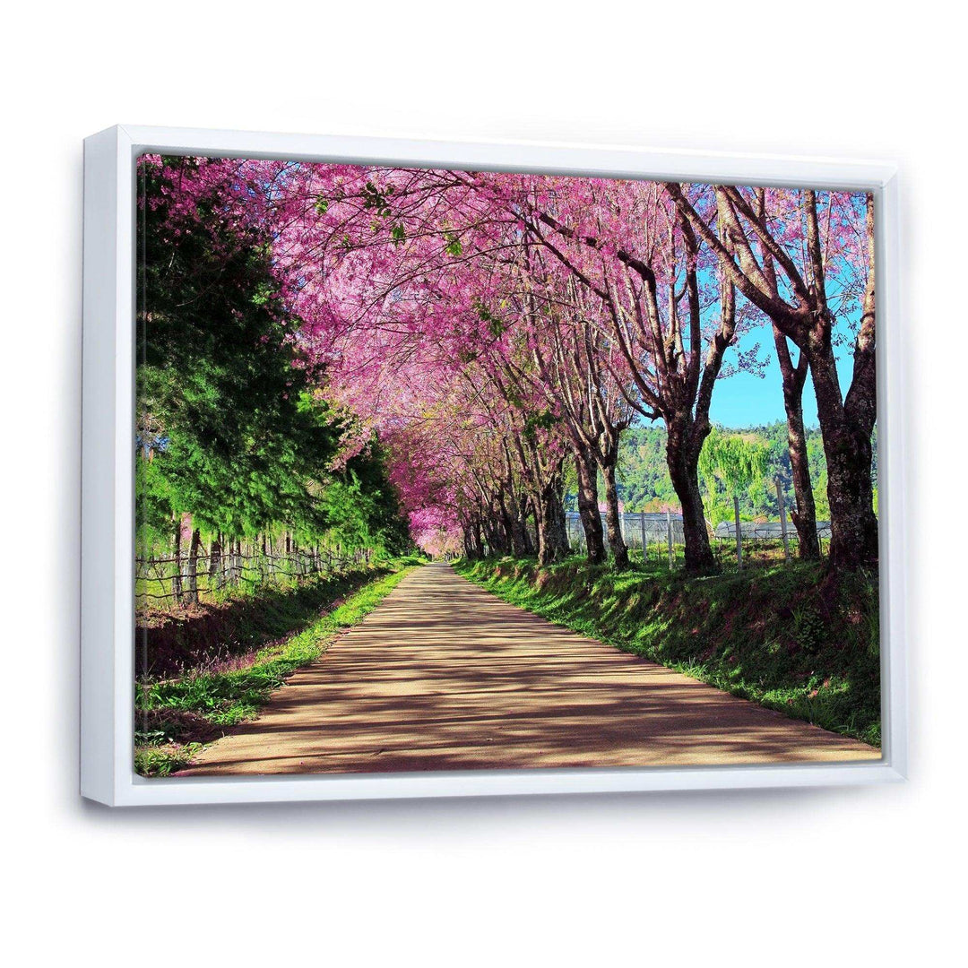 Cherry Blossom Pathway in Chiang Mai