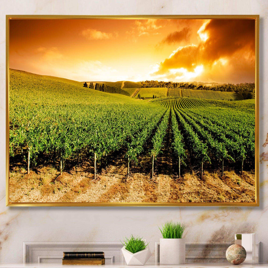 Sunset Vineyard Panorama