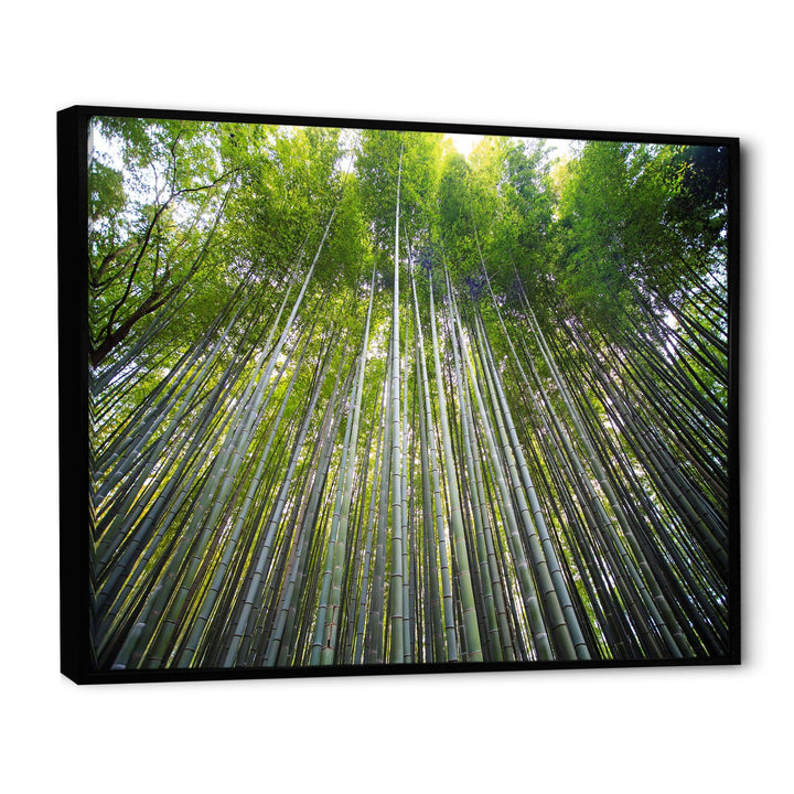 Bamboo forest of Kyoto Japan.