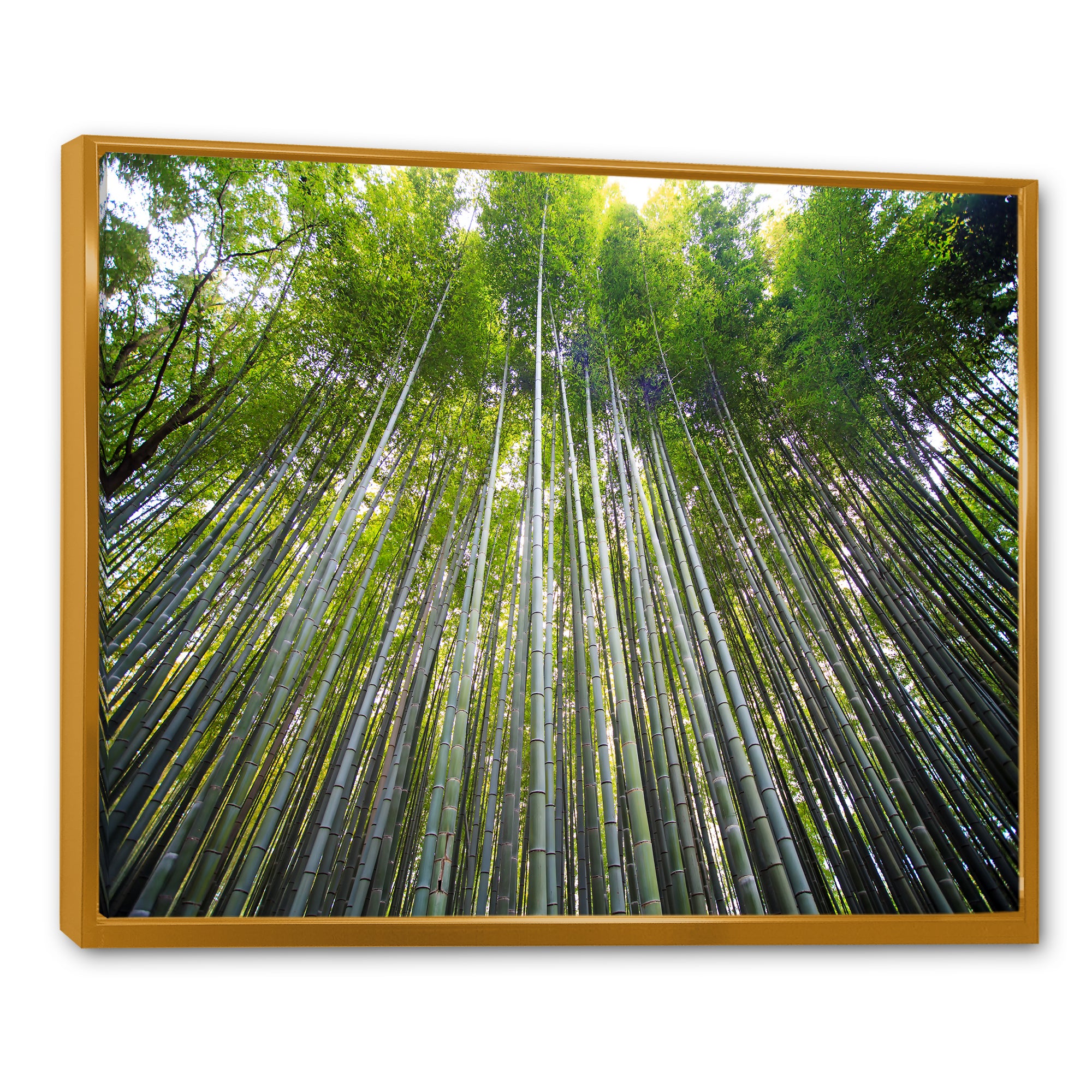 Bamboo forest of Kyoto Japan.