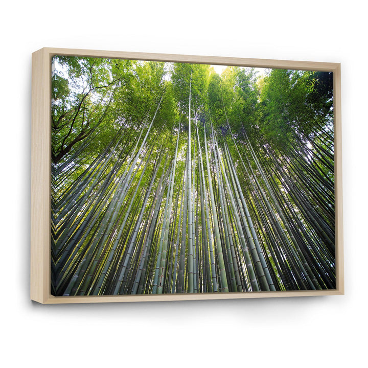Bamboo forest of Kyoto Japan.