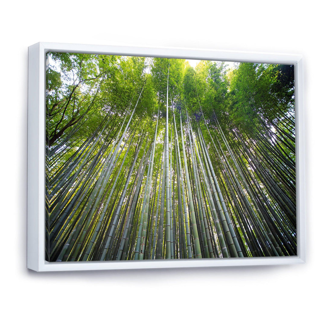 Bamboo forest of Kyoto Japan.