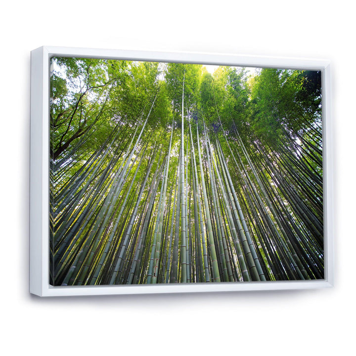 Bamboo forest of Kyoto Japan.