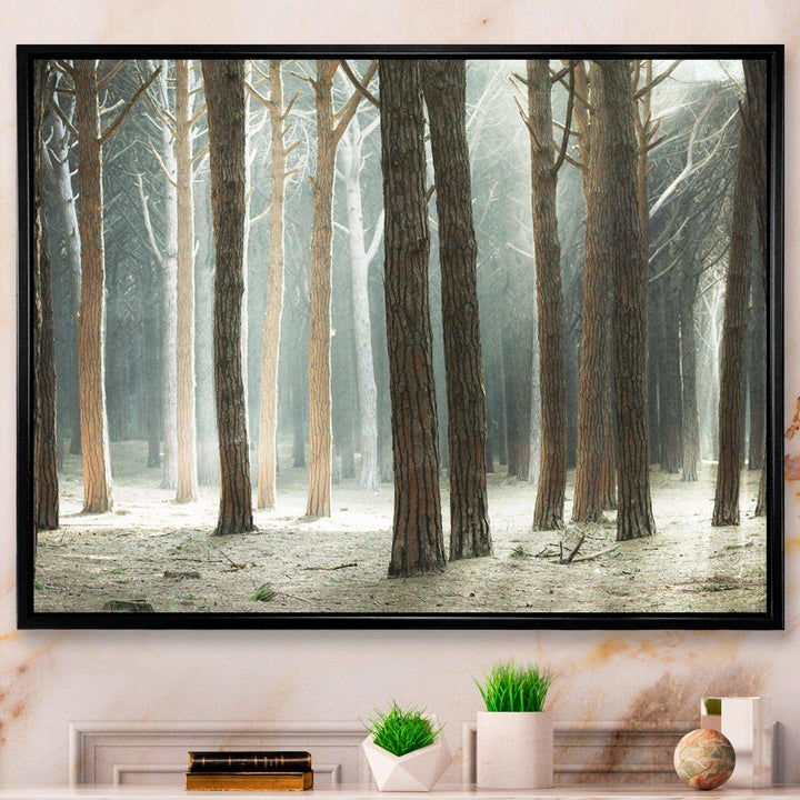 Maritime Pine Tree Forest with Rays