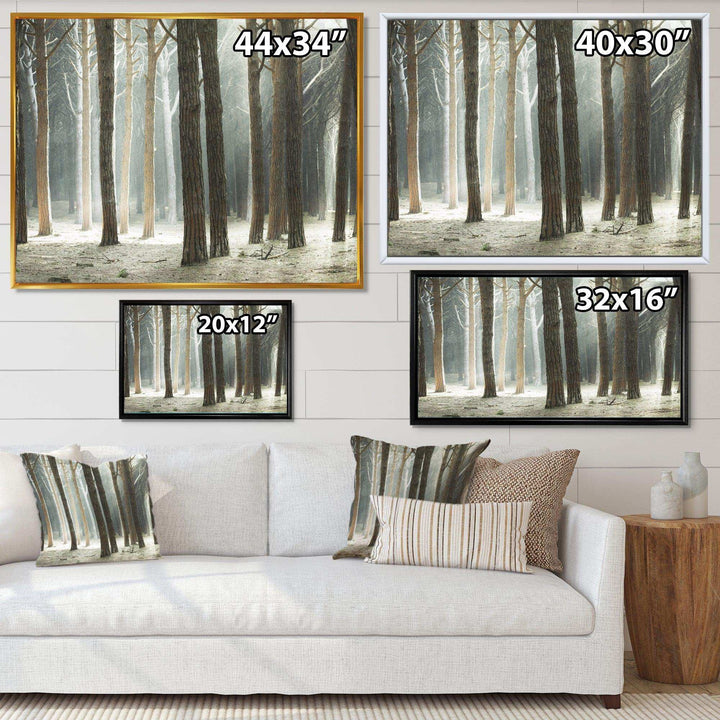 Maritime Pine Tree Forest with Rays