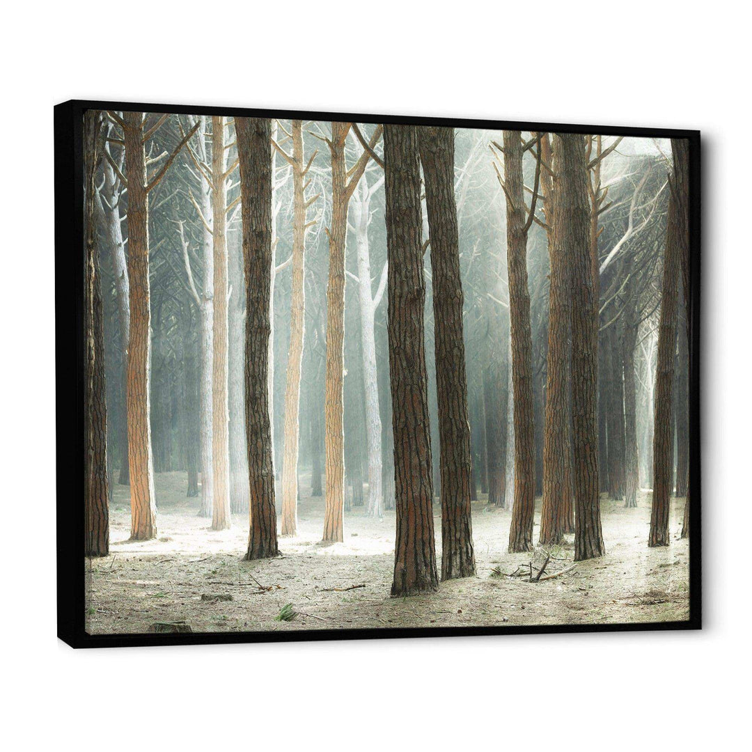 Maritime Pine Tree Forest with Rays