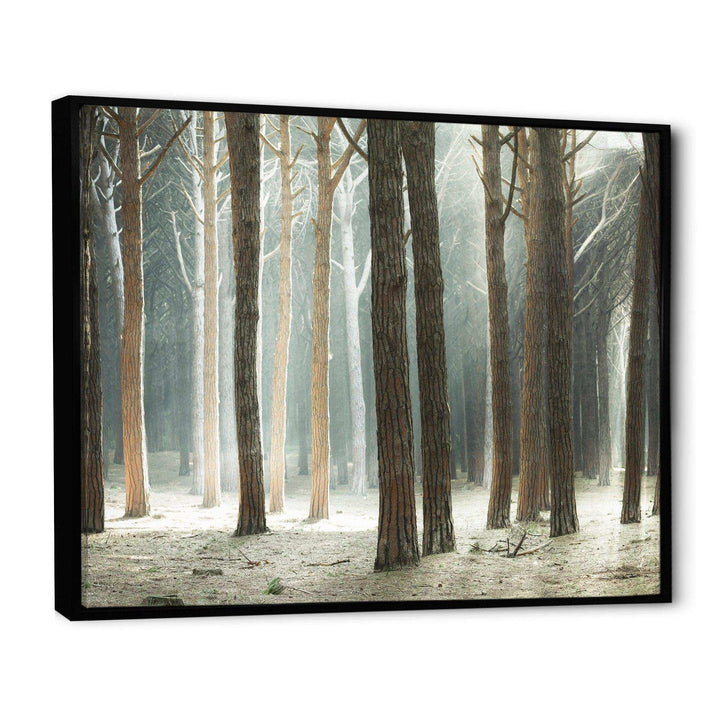 Maritime Pine Tree Forest with Rays