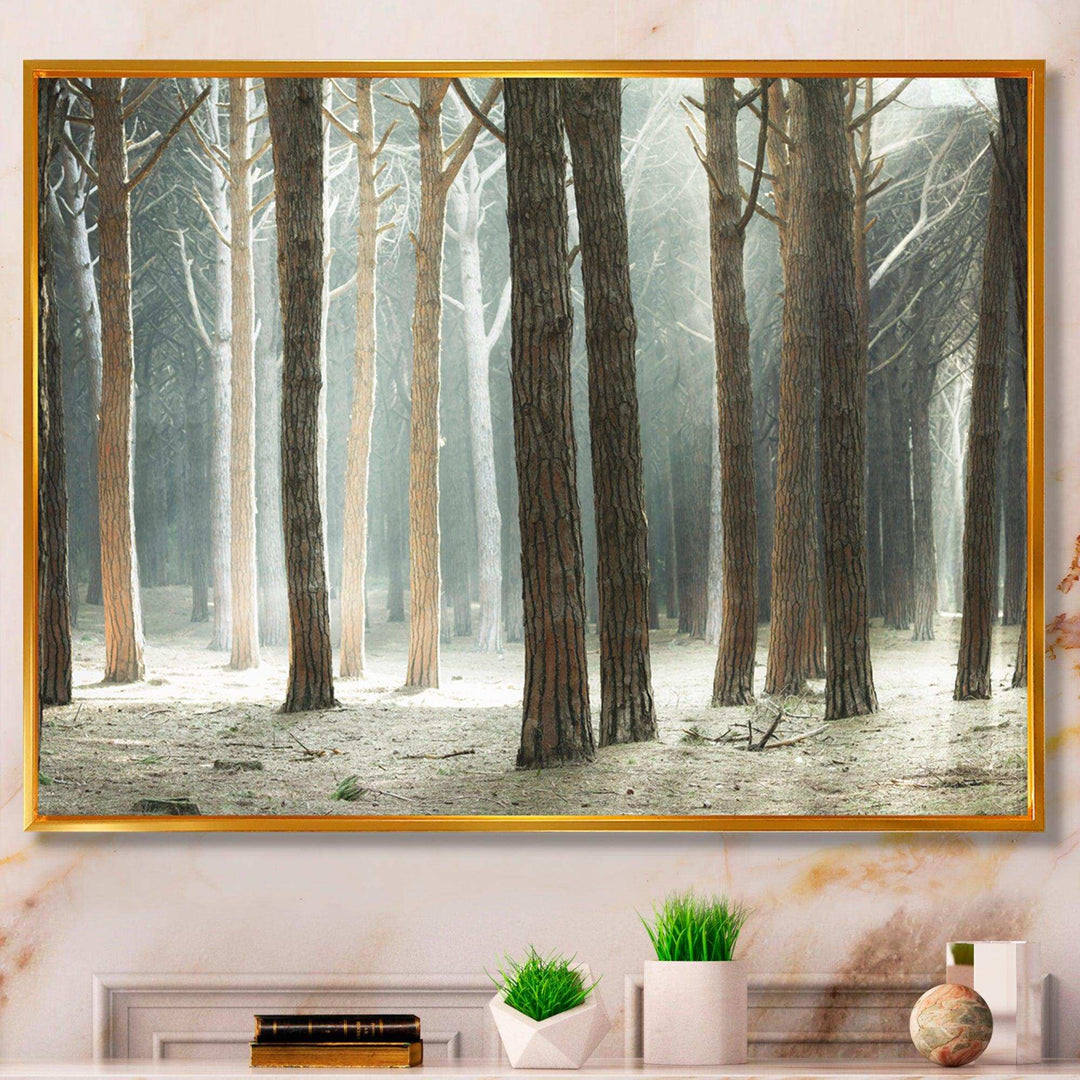 Maritime Pine Tree Forest with Rays