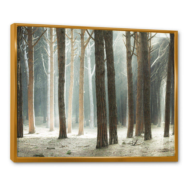 Maritime Pine Tree Forest with Rays
