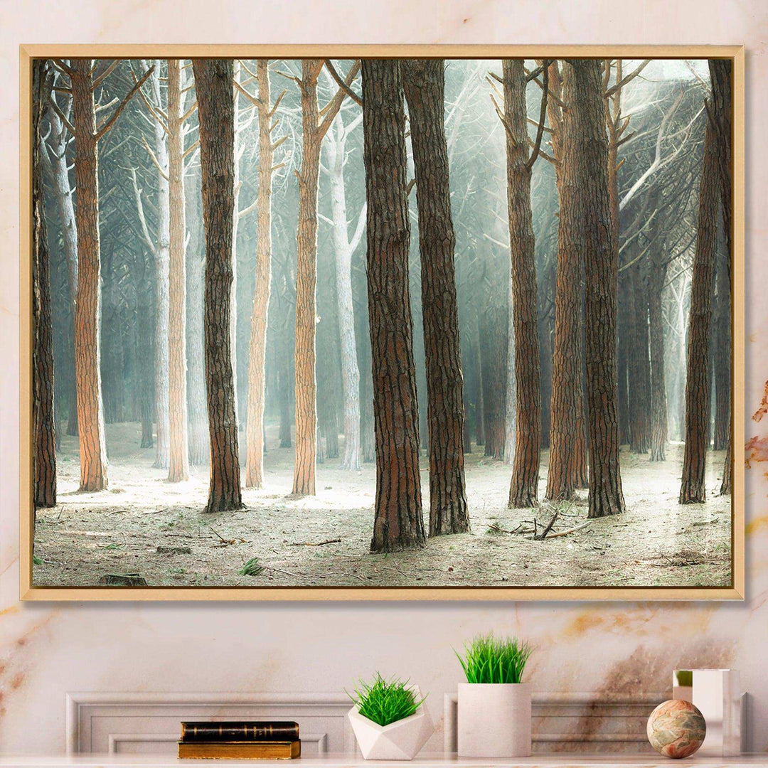 Maritime Pine Tree Forest with Rays