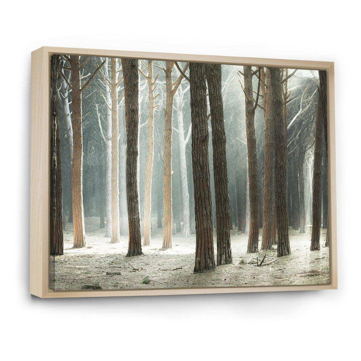 Maritime Pine Tree Forest with Rays