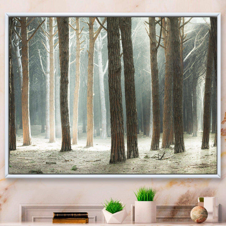 Maritime Pine Tree Forest with Rays