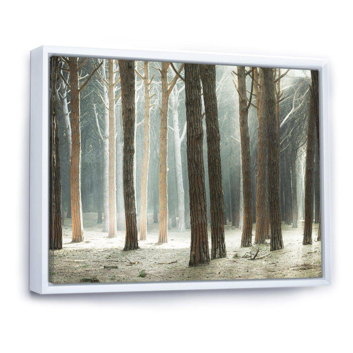 Maritime Pine Tree Forest with Rays