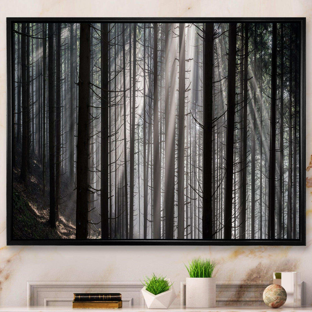 Sunbeams Peeking Through Dark Forest