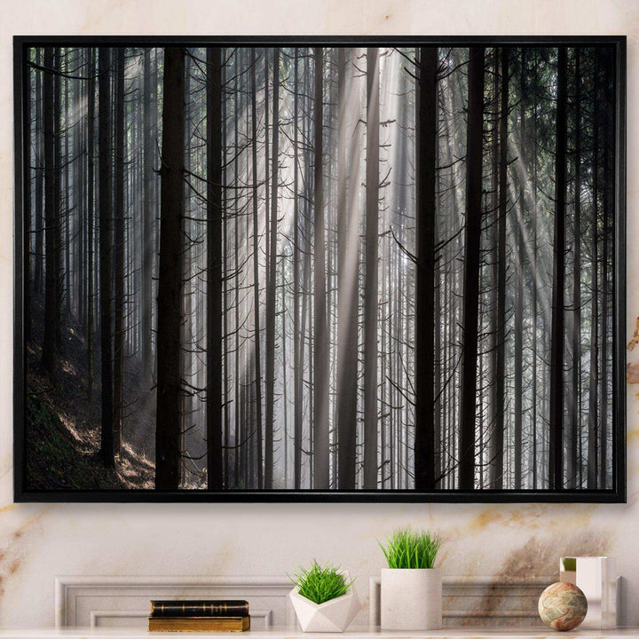 Sunbeams Peeking Through Dark Forest