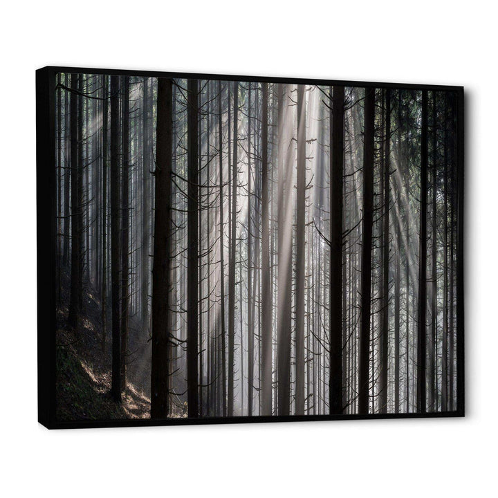 Sunbeams Peeking Through Dark Forest