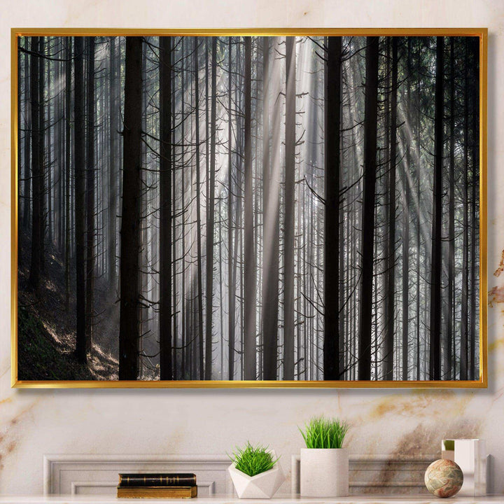 Sunbeams Peeking Through Dark Forest