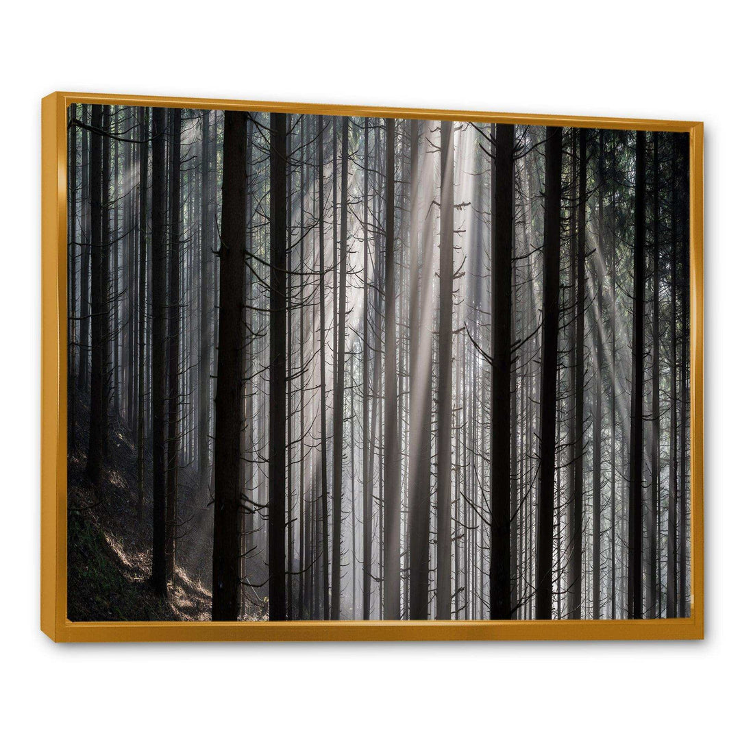 Sunbeams Peeking Through Dark Forest