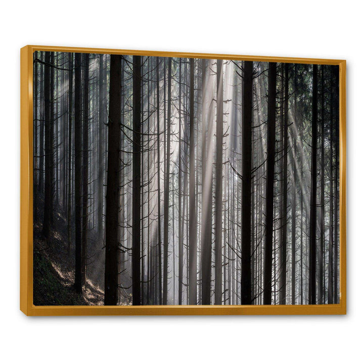 Sunbeams Peeking Through Dark Forest