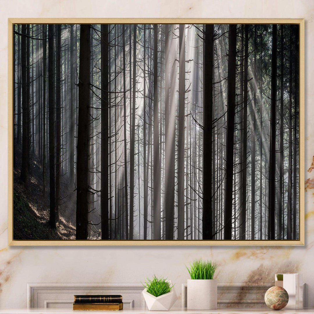 Sunbeams Peeking Through Dark Forest