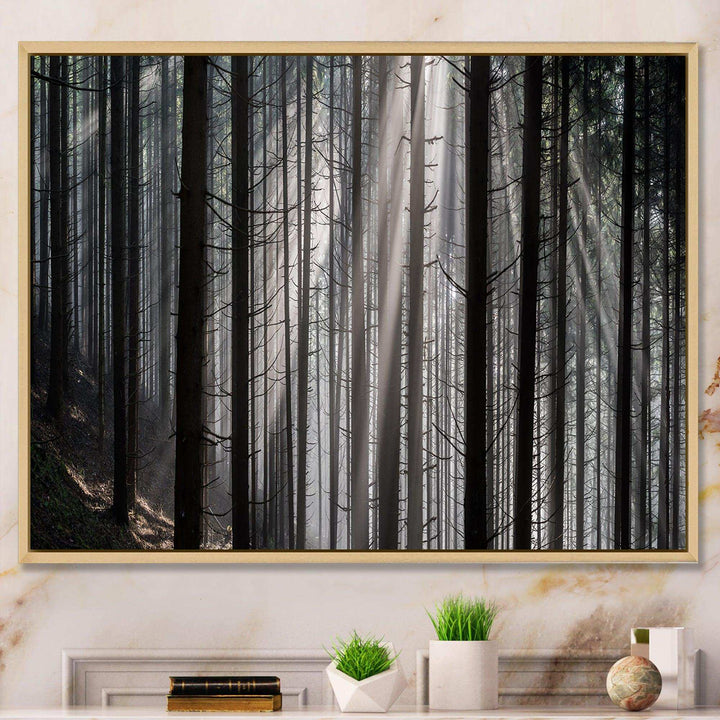 Sunbeams Peeking Through Dark Forest