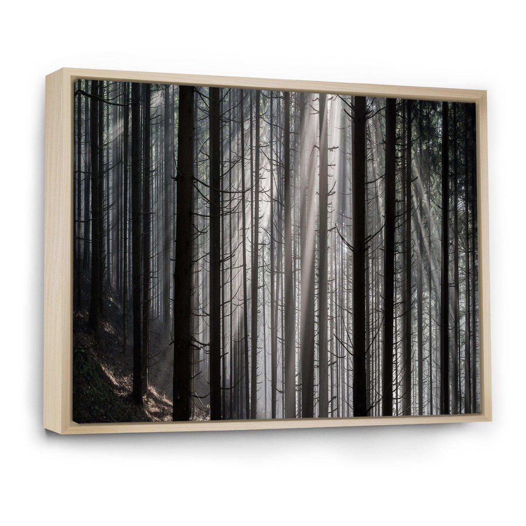 Sunbeams Peeking Through Dark Forest