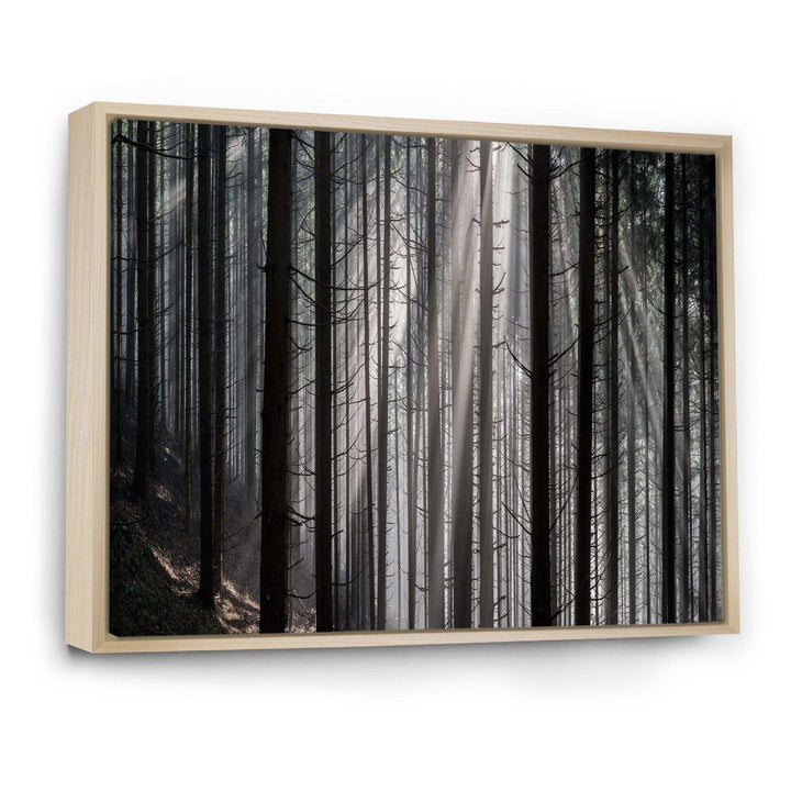 Sunbeams Peeking Through Dark Forest